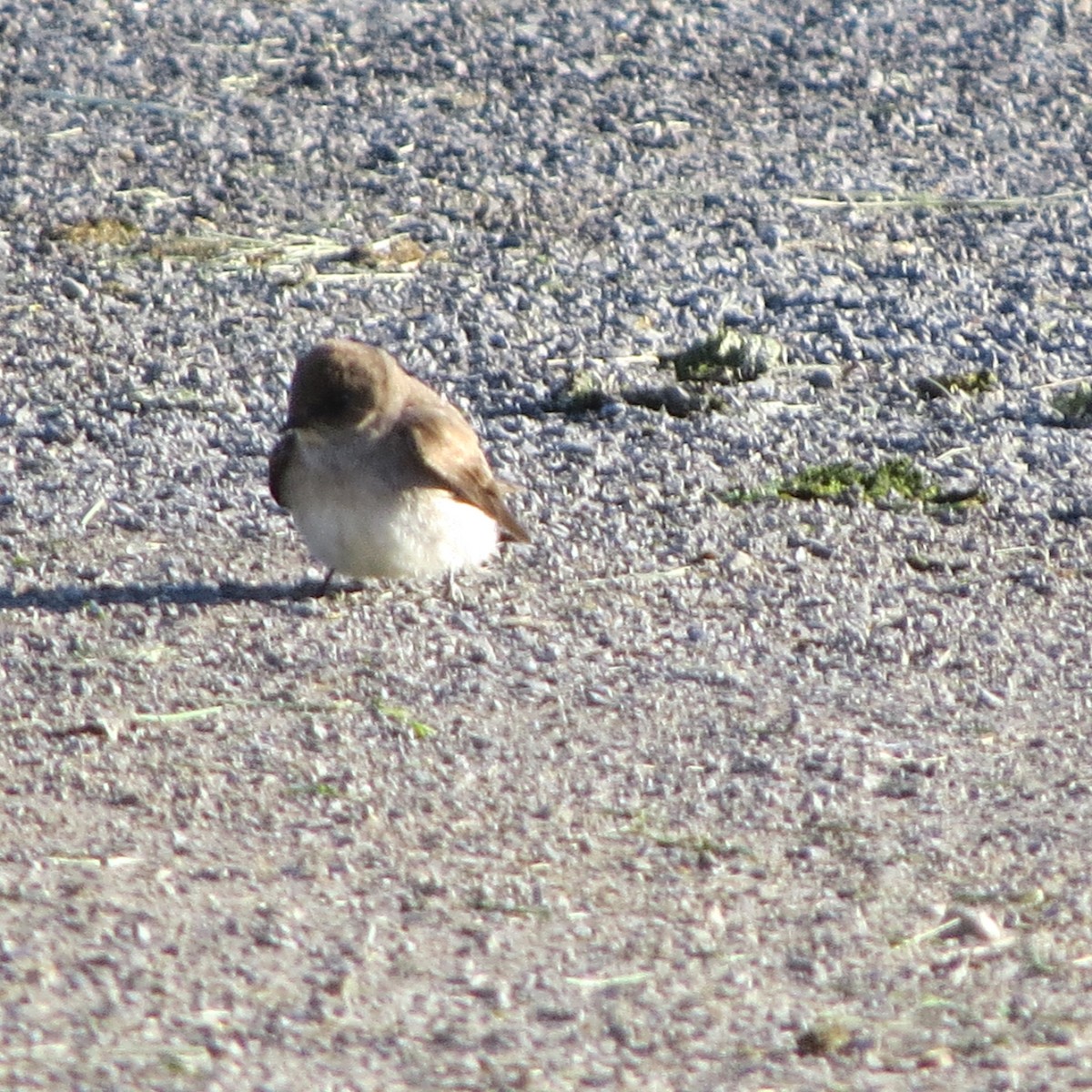 Northern Rough-winged Swallow - ML239749011