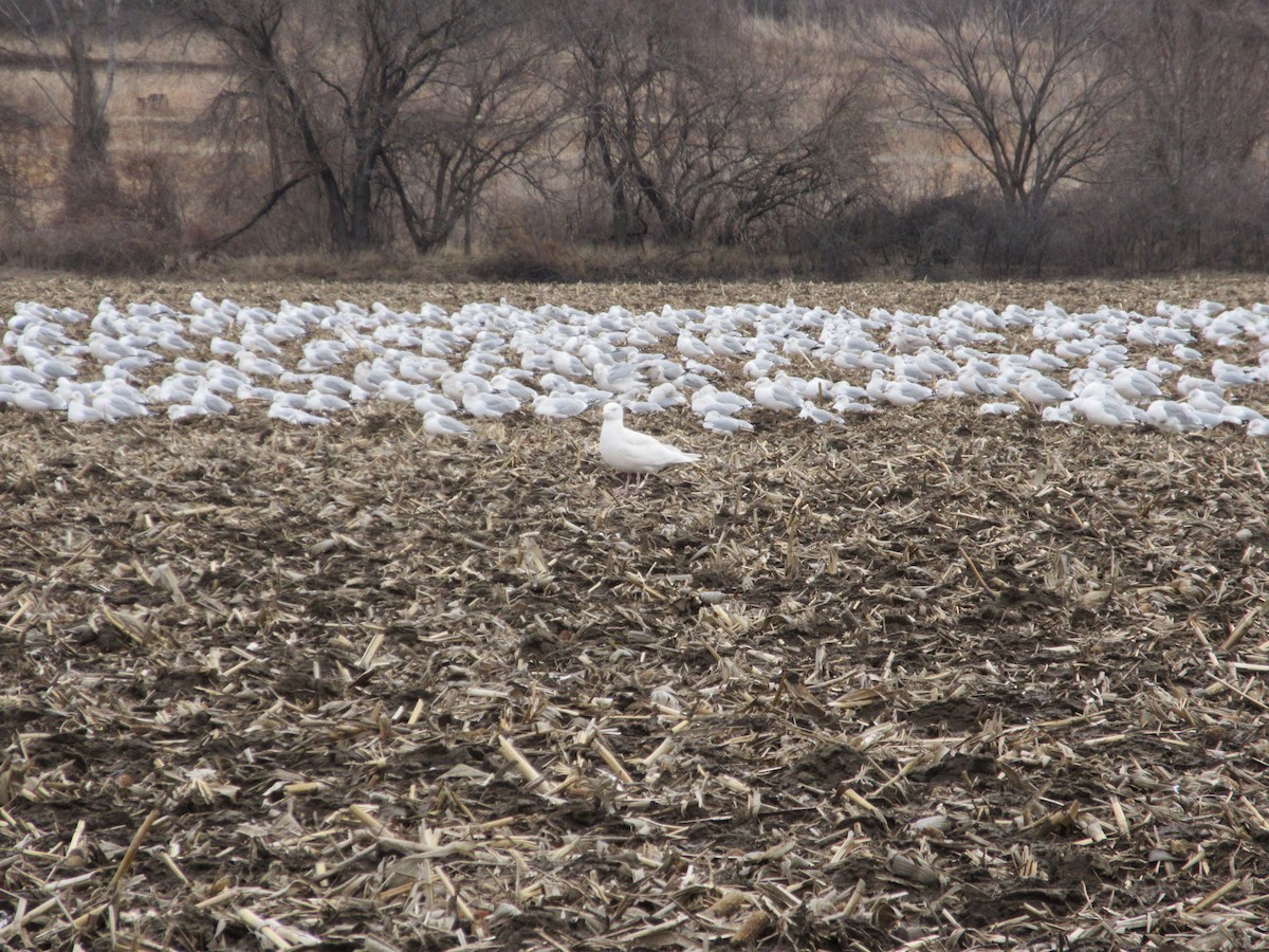 Glaucous Gull - ML23974951