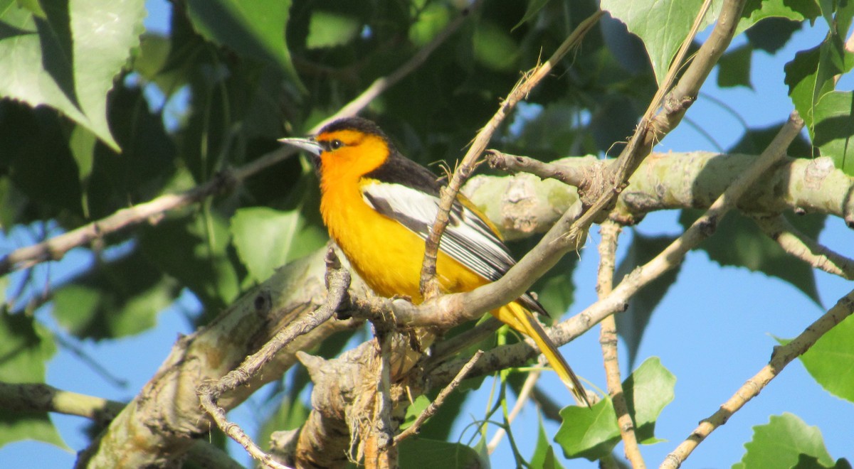 Bullock's Oriole - ML239749541