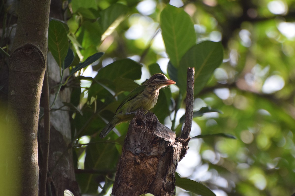 White-cheeked Barbet - ML239750321
