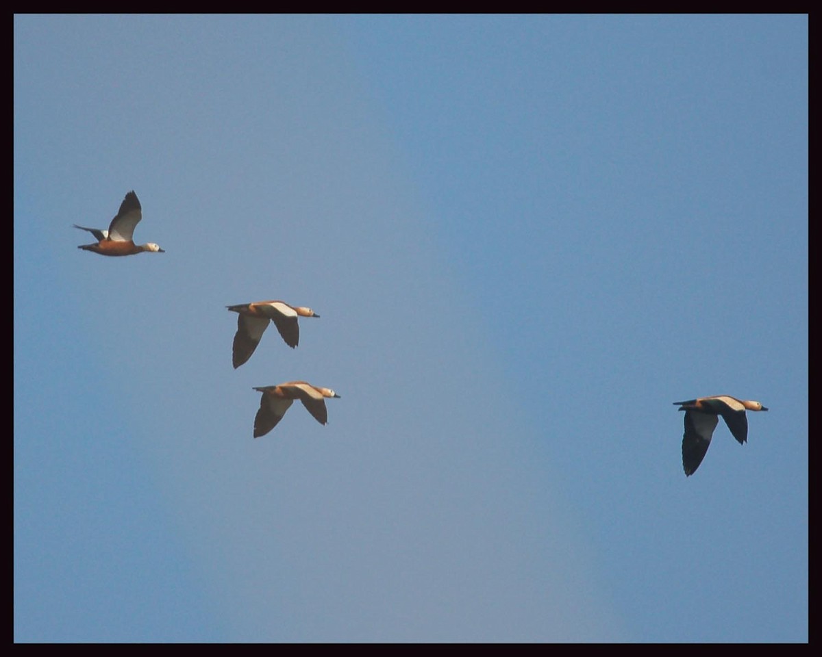 Ruddy Shelduck - Vinod Gupta