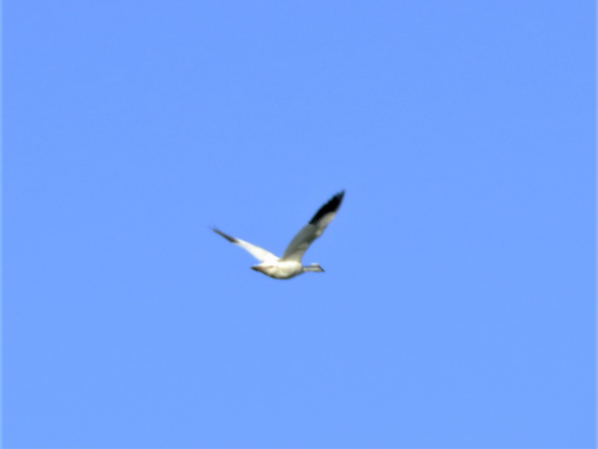 Snow Goose - ML239753901
