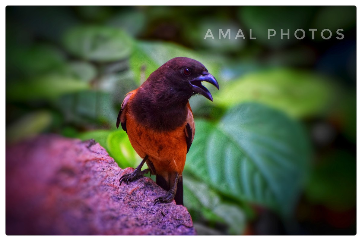 Rufous Treepie - ML239754301