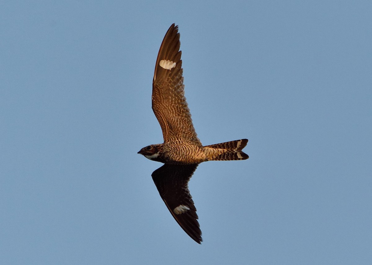 Antillean Nighthawk - Michiel Oversteegen