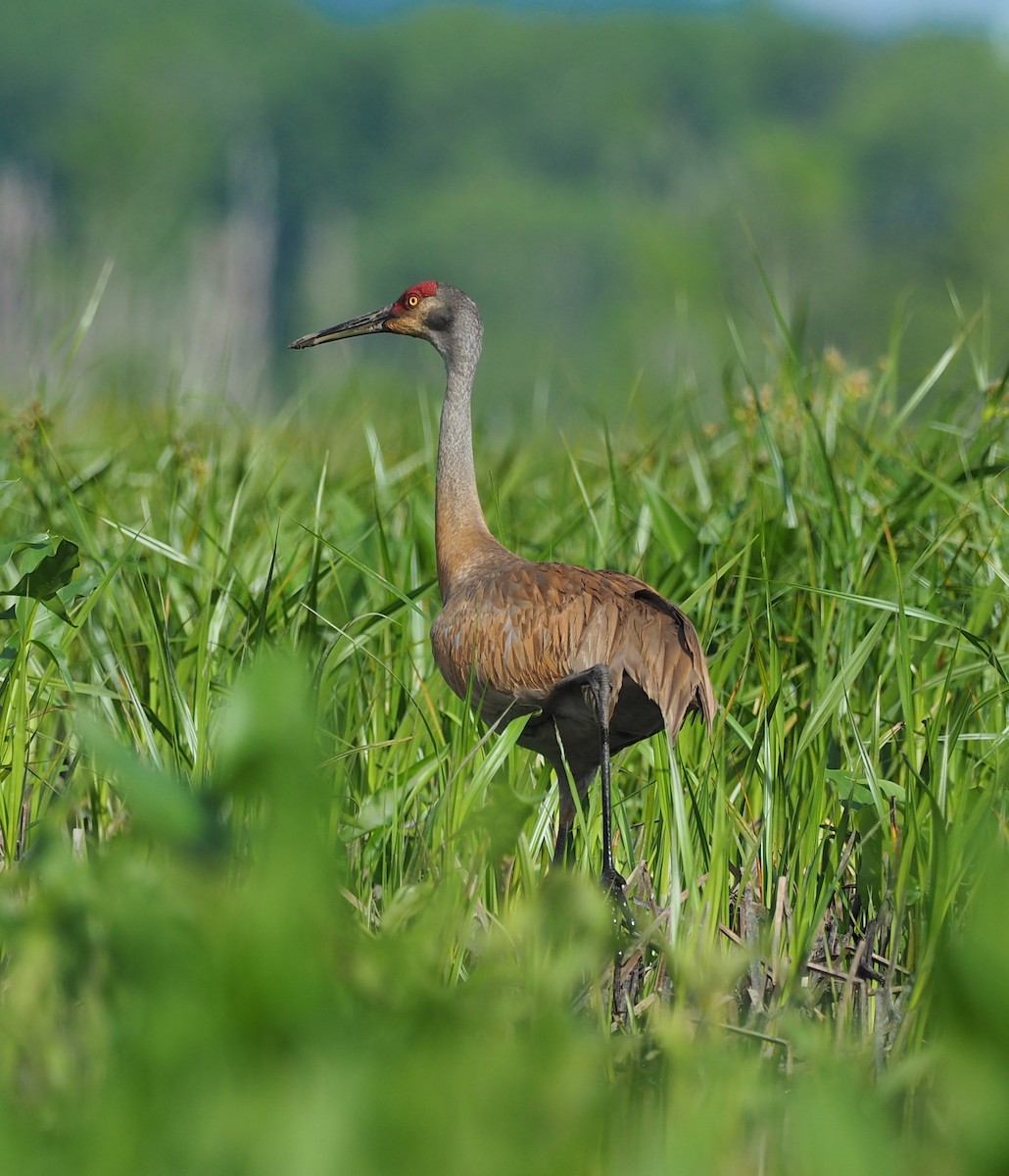Sandhill Crane - Ted O'Reilly