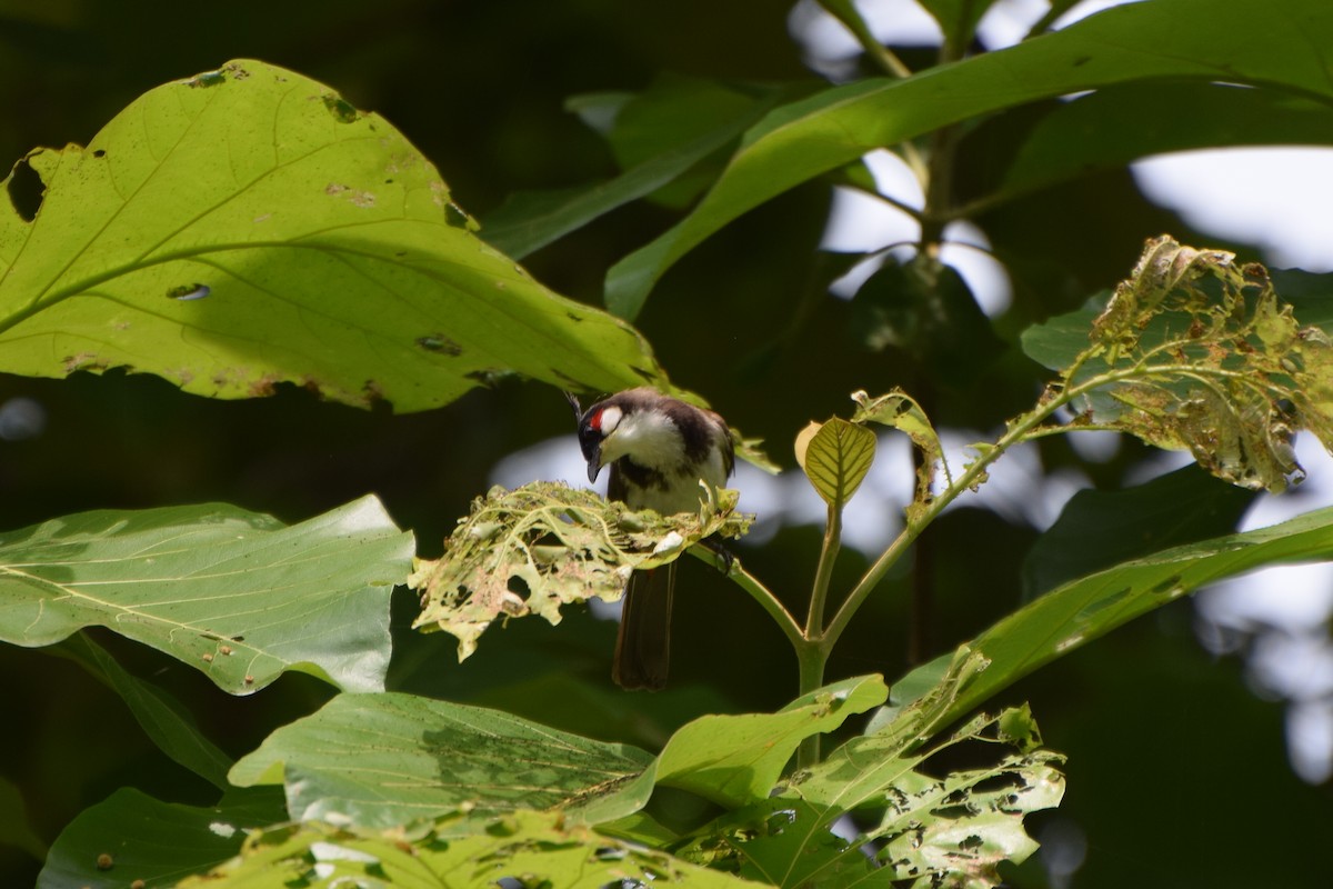 Red-whiskered Bulbul - ML239755561