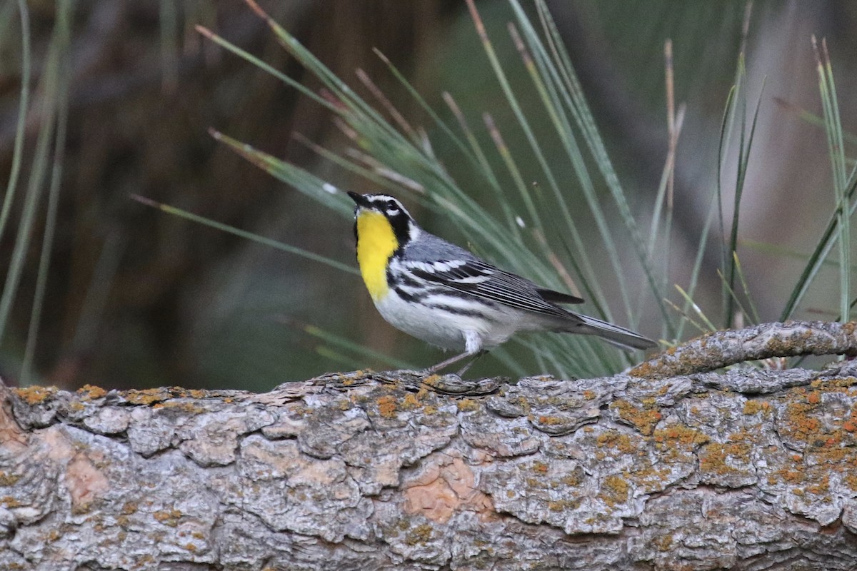 Yellow-throated Warbler - ML239755911