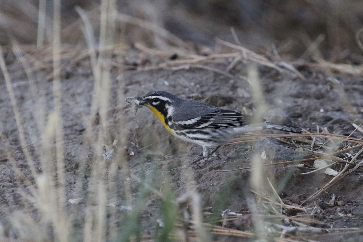 Yellow-throated Warbler - Russ Morgan