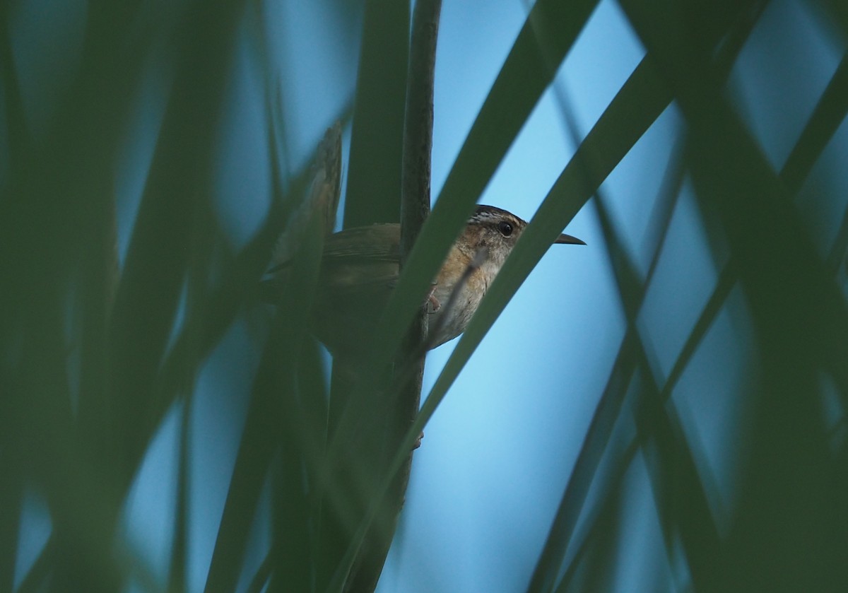 Marsh Wren - ML239756351