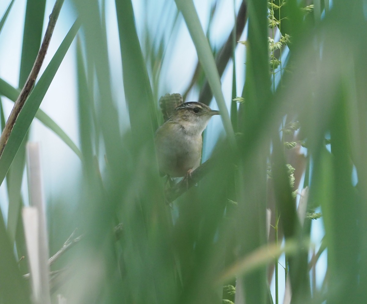 Marsh Wren - ML239756361