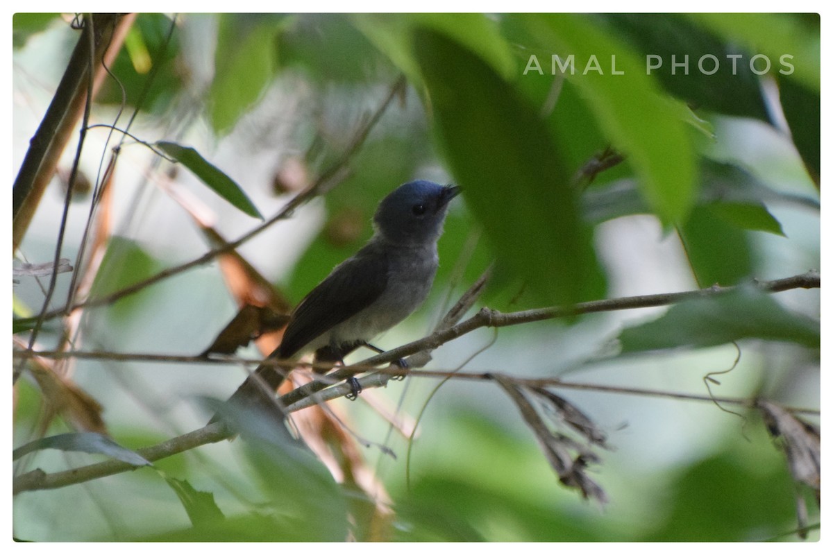 Black-naped Monarch - ML239756561