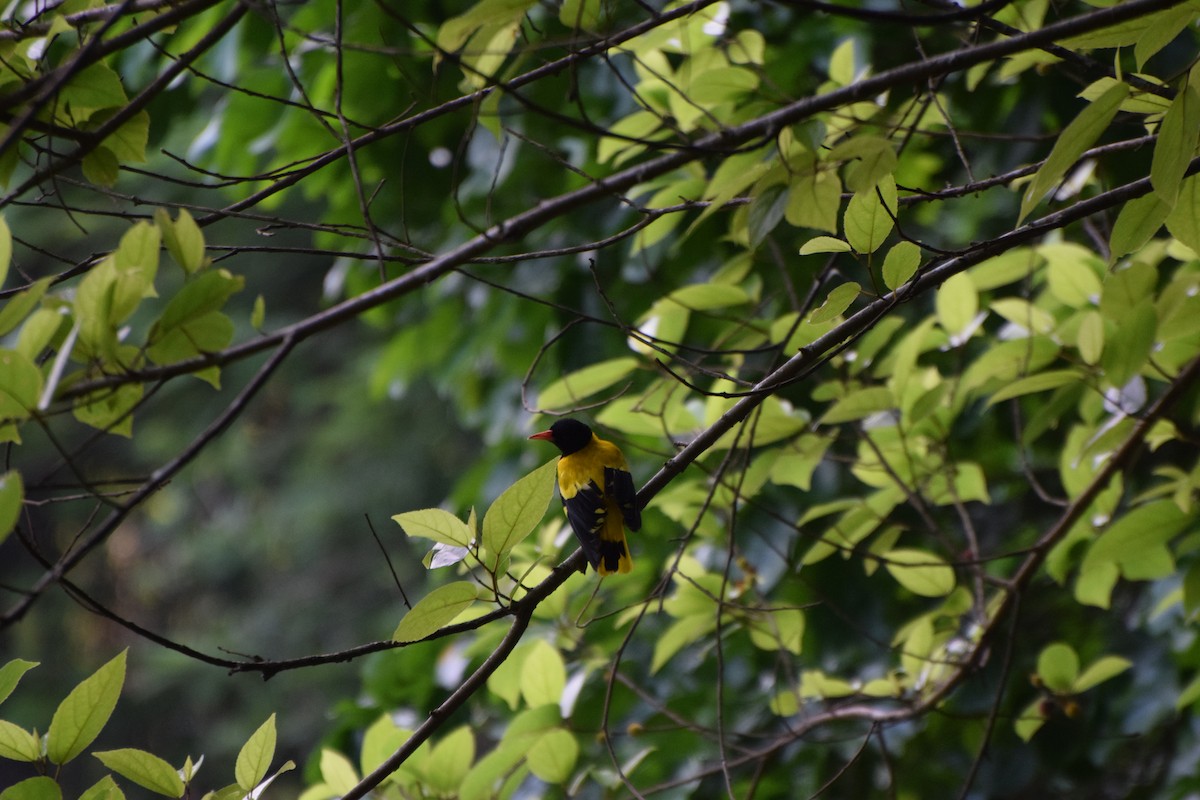 Black-hooded Oriole - ML239756661
