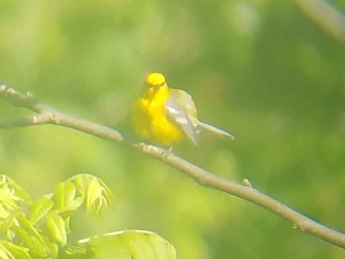 Blue-winged Warbler - ML239756711