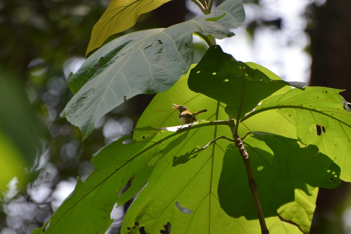 Common Tailorbird - ML239756791
