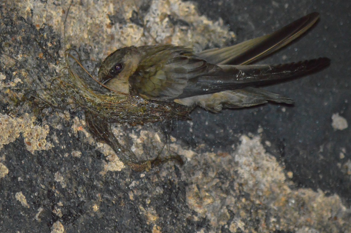 Indian Swiftlet - Clarence Cooray
