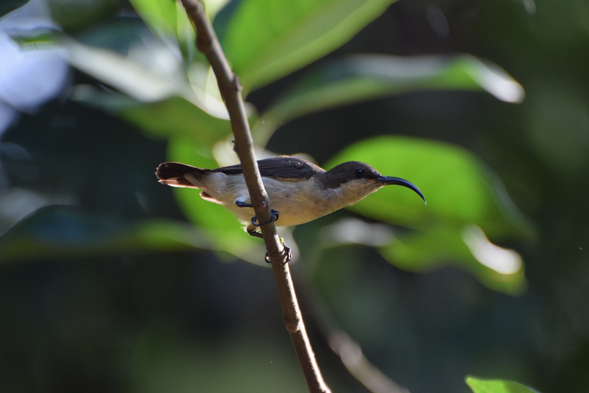 Loten's Sunbird - ML239757211