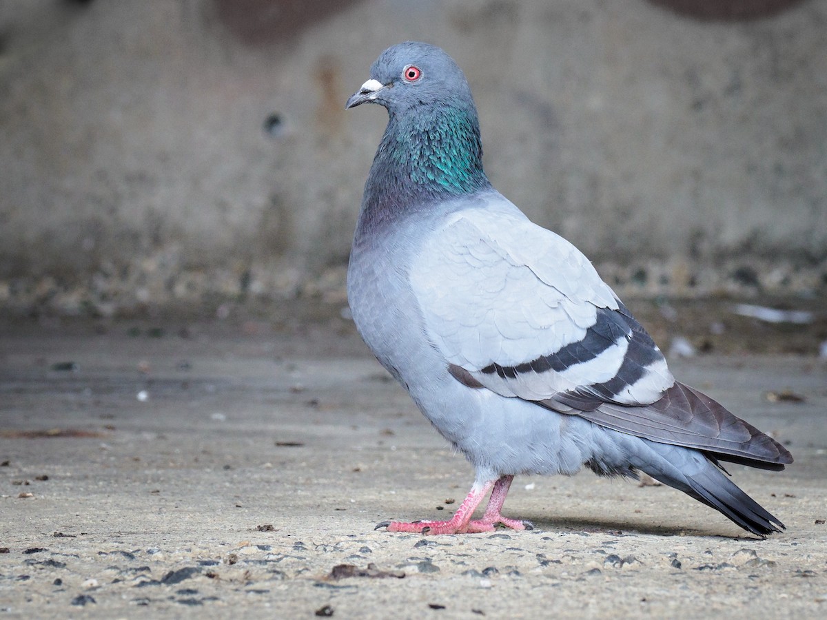 Pigeon biset (forme domestique) - ML239758551