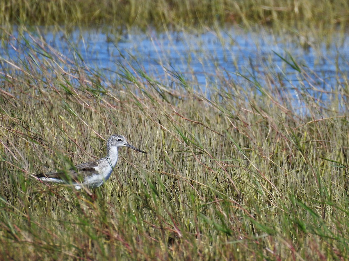 Common Greenshank - ML239758611