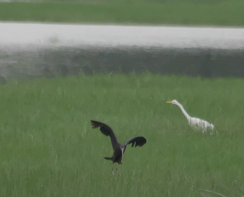 Glossy Ibis - ML239758921