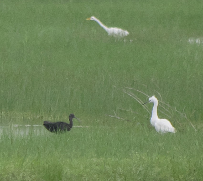 Glossy Ibis - ML239758991