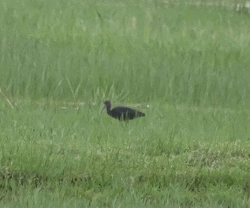 Glossy Ibis - ML239759001