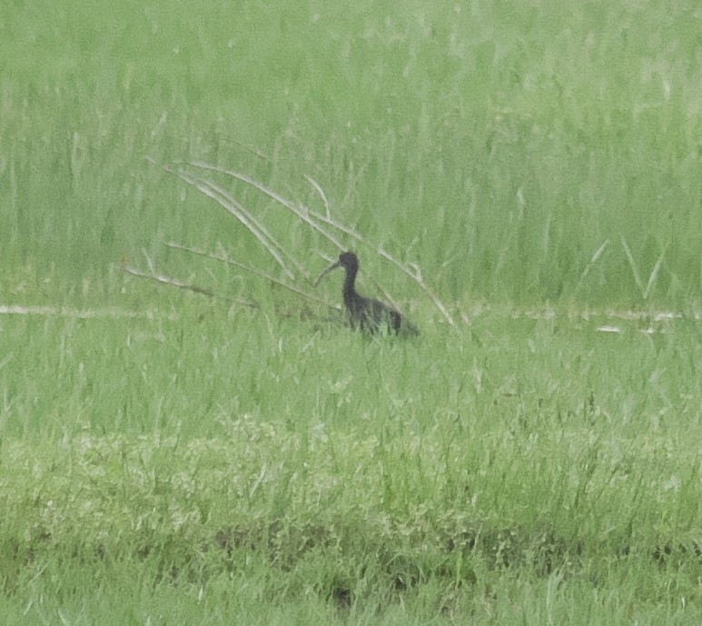 Glossy Ibis - ML239759291