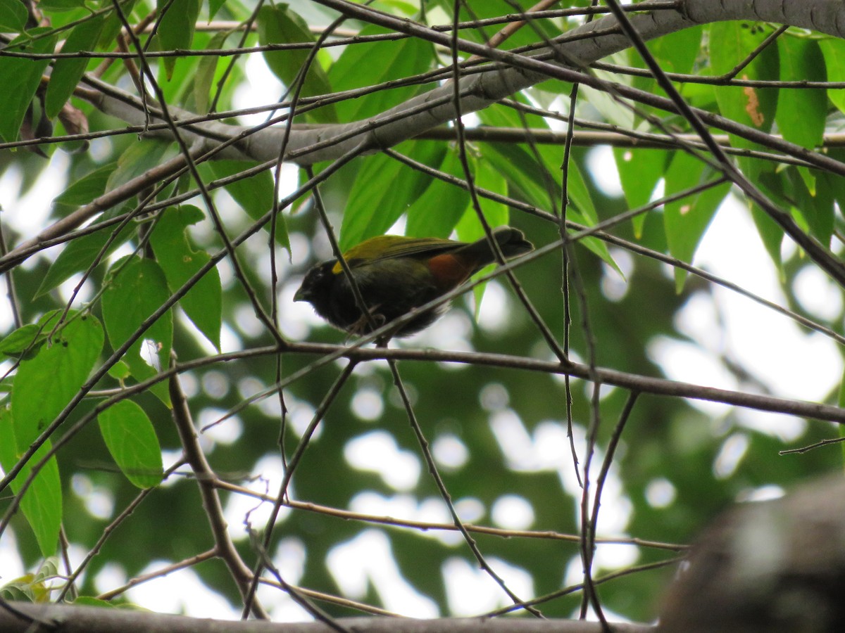 Yellow-shouldered Grassquit - Carla Bregman