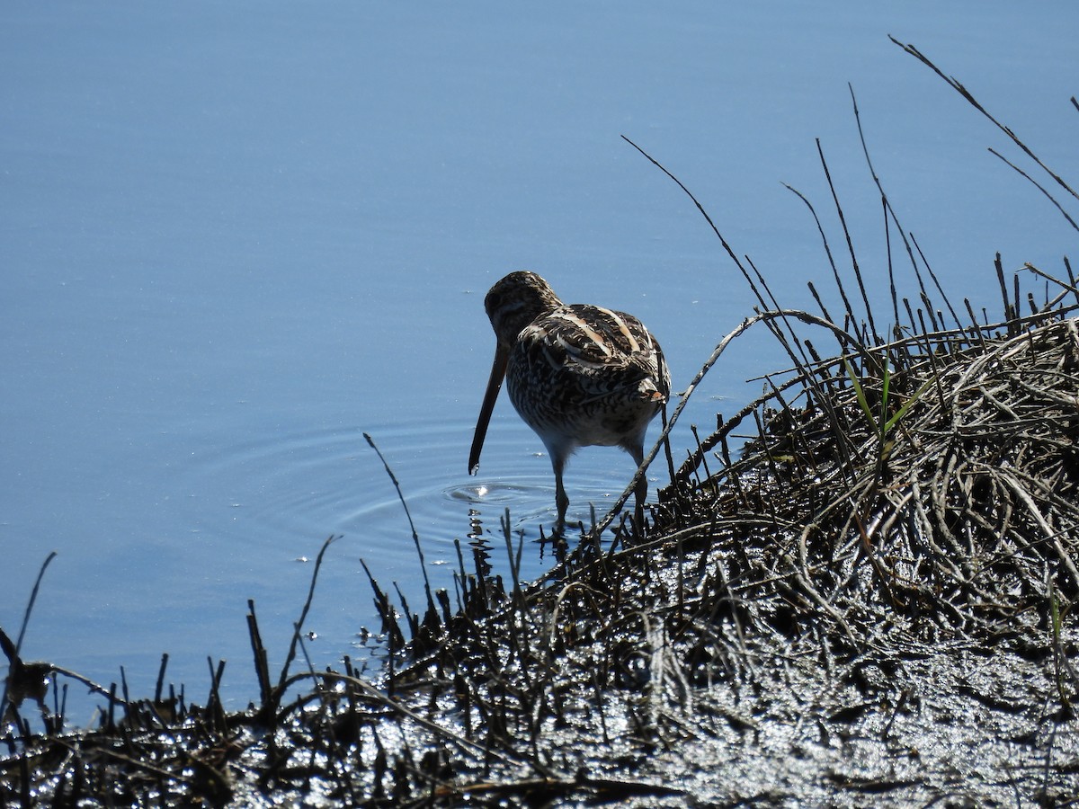 Wilson's Snipe - ML239762781