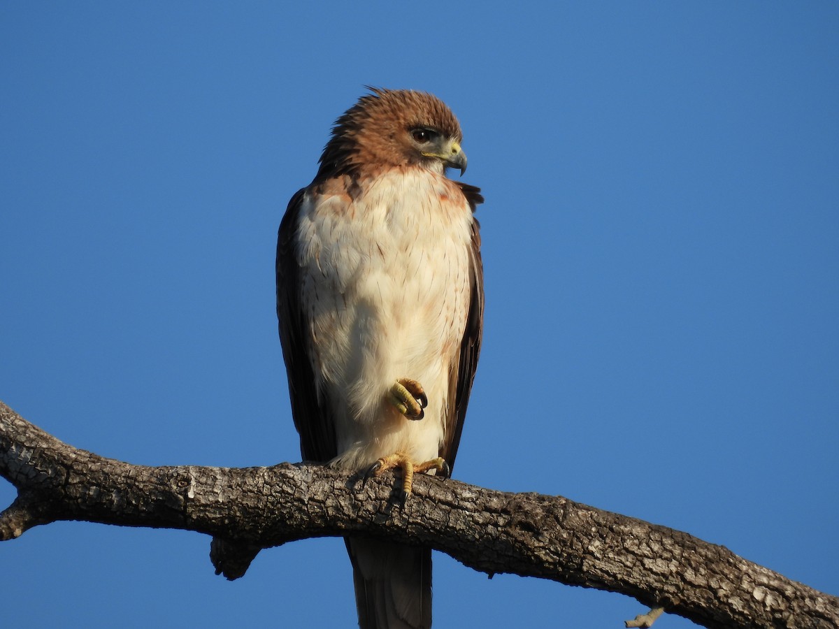 Red-tailed Hawk - ML239762981