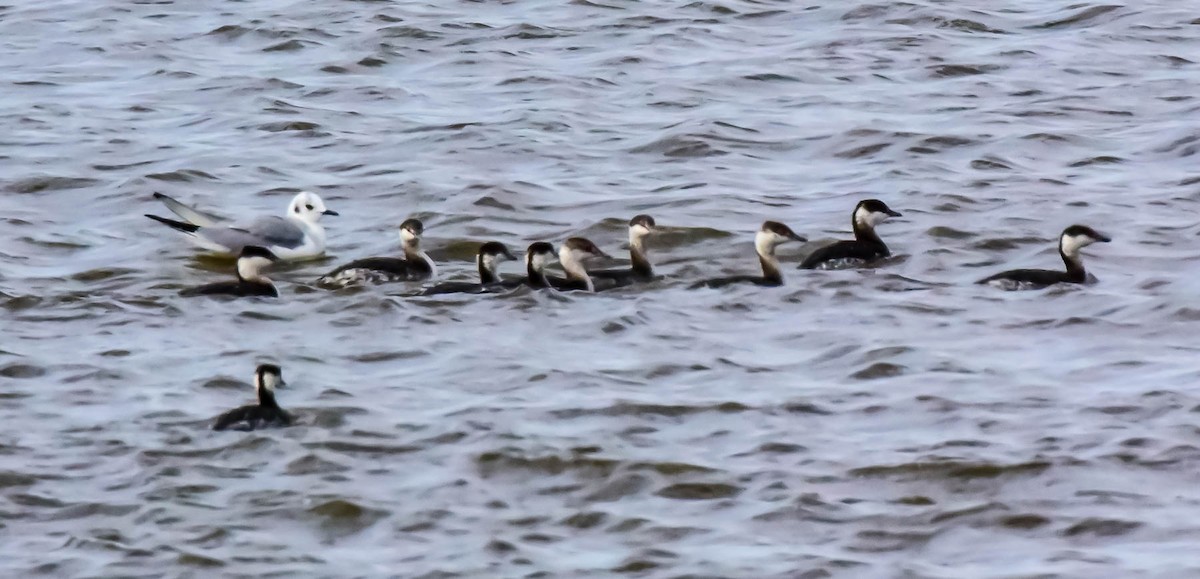 Horned Grebe - ML23976471