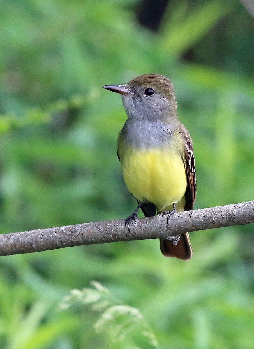 Great Crested Flycatcher - Laure Wilson Neish