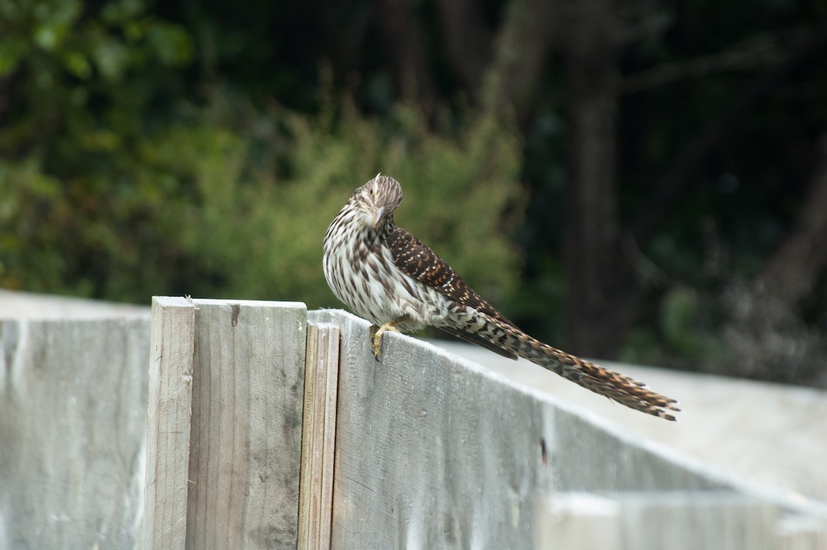 Long-tailed Koel - ML239769571