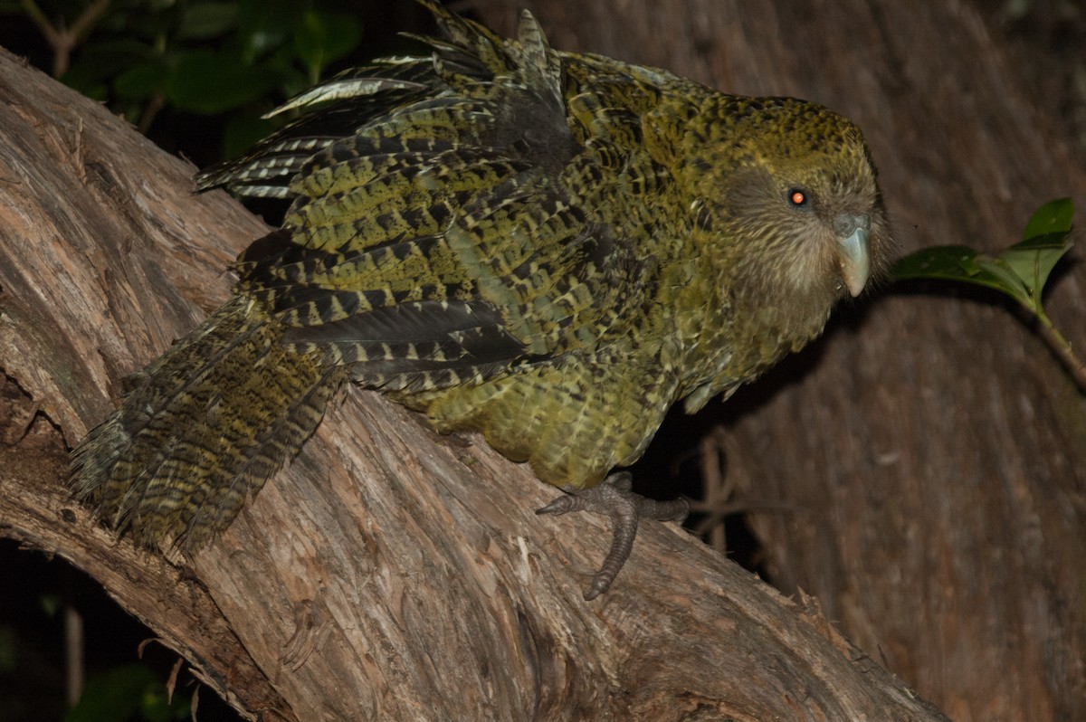 kakapo soví - ML239770571