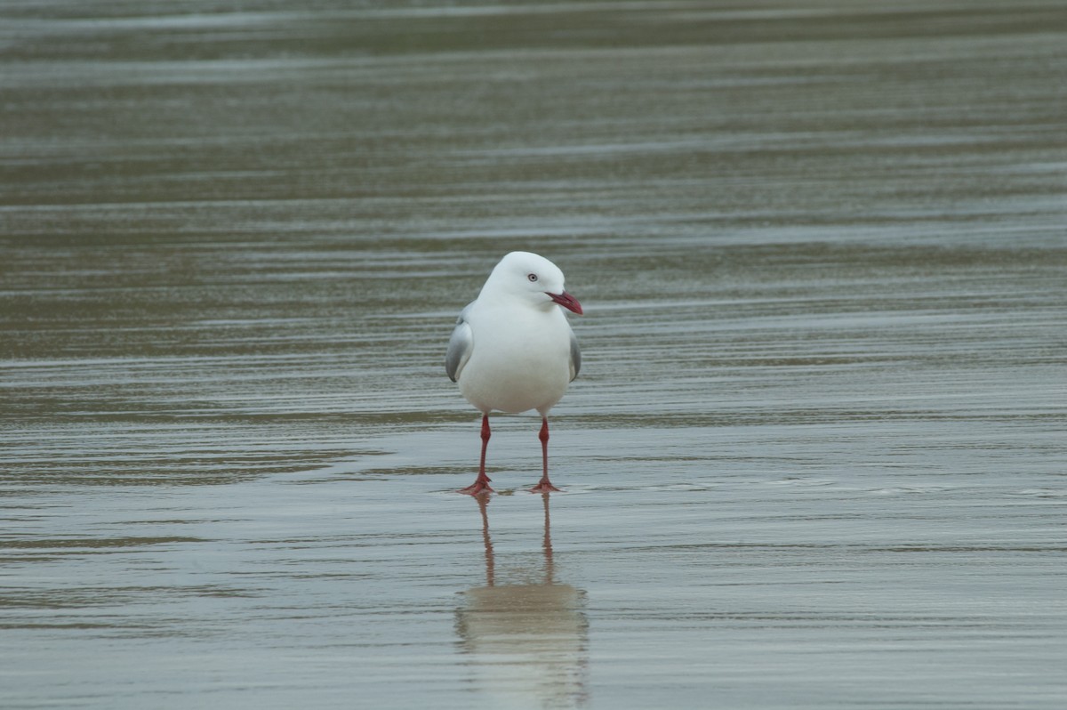 Silver Gull (Red-billed) - John C. Mittermeier
