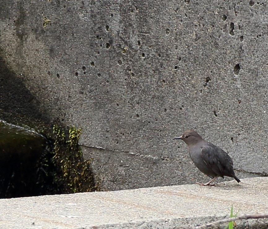 American Dipper - ML239771491