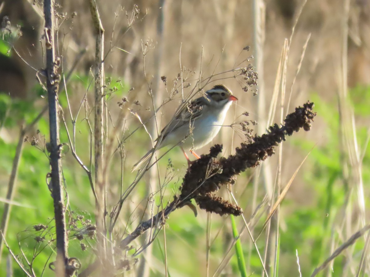 Clay-colored Sparrow - ML239771871