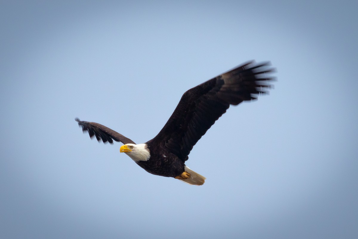 Bald Eagle - ML239772341