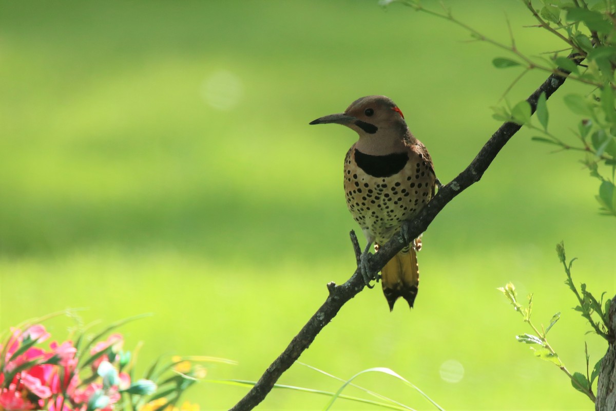 Northern Flicker (Yellow-shafted) - ML239773031