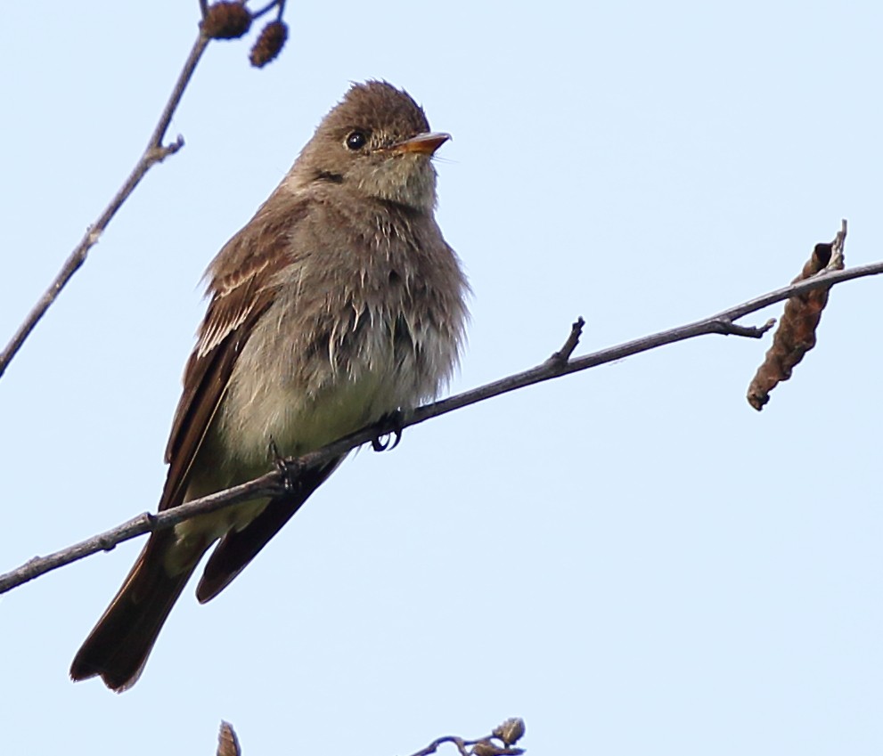 Blasskehl-Schnäppertyrann - ML239777761