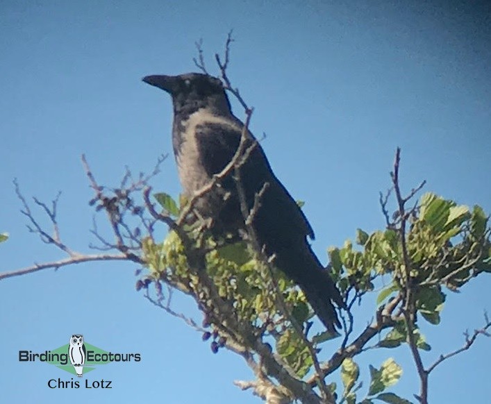 Carrion x Hooded Crow (hybrid) - Chris  Lotz - Birding Ecotours