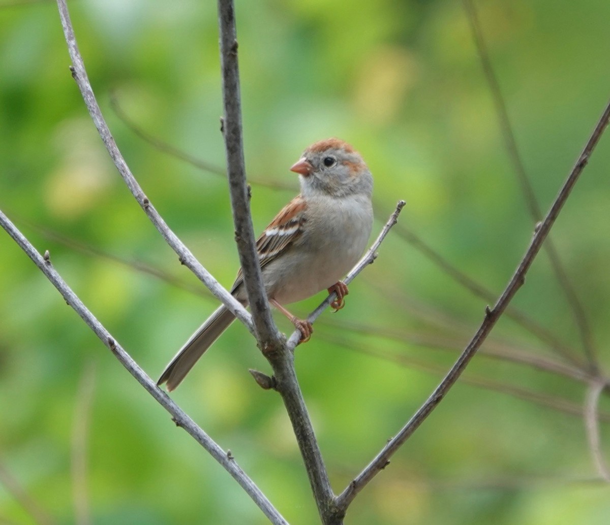Field Sparrow - ML239779191