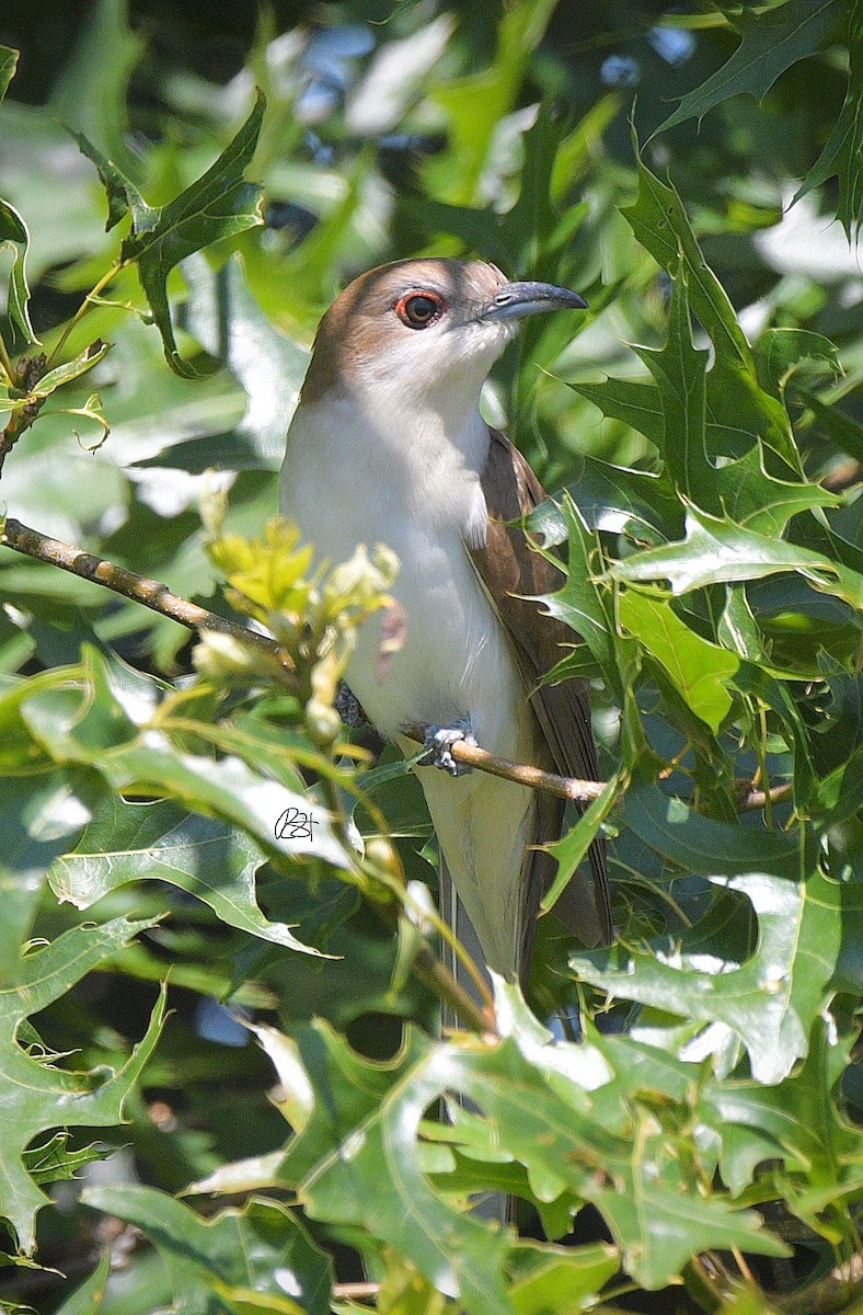 Black-billed Cuckoo - ML239781231