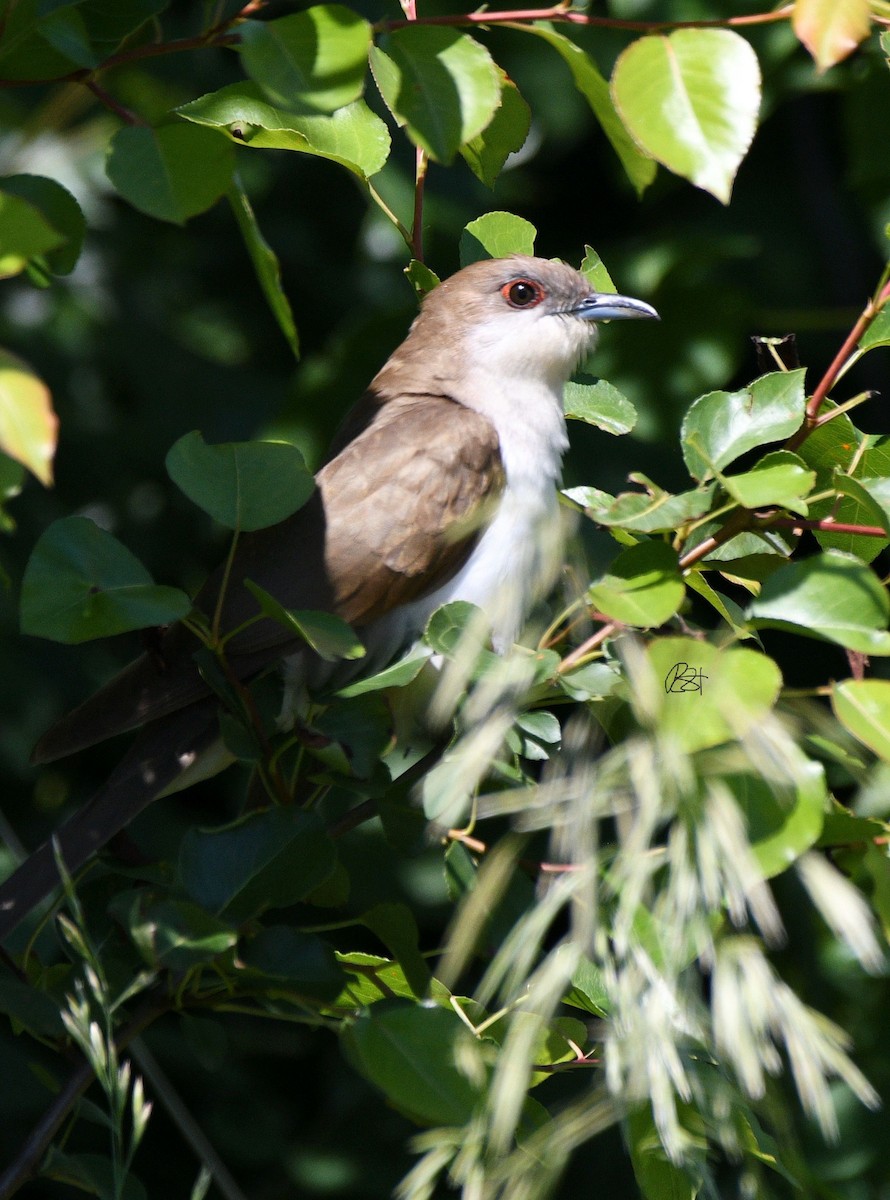 Black-billed Cuckoo - ML239781251