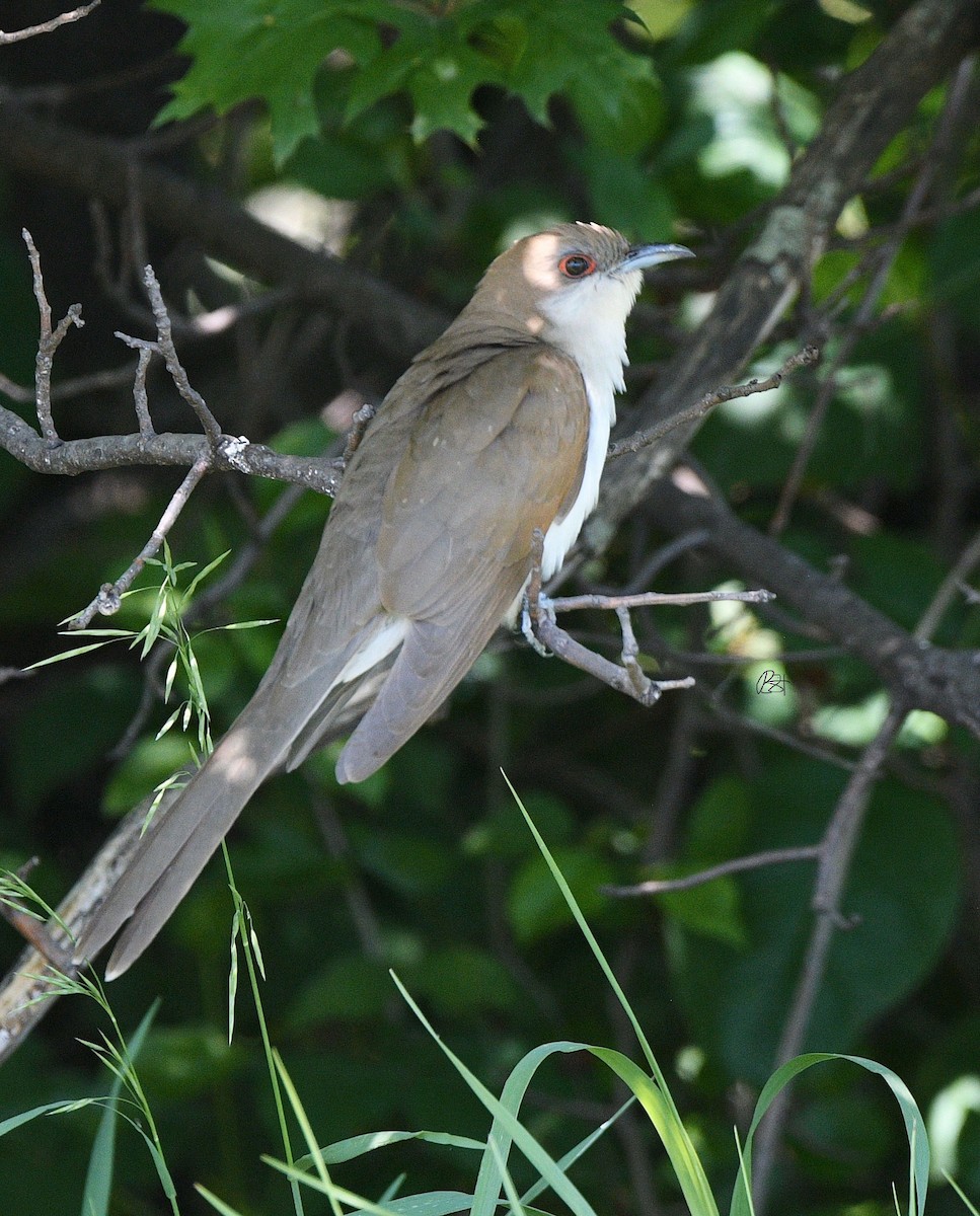 Black-billed Cuckoo - ML239781271