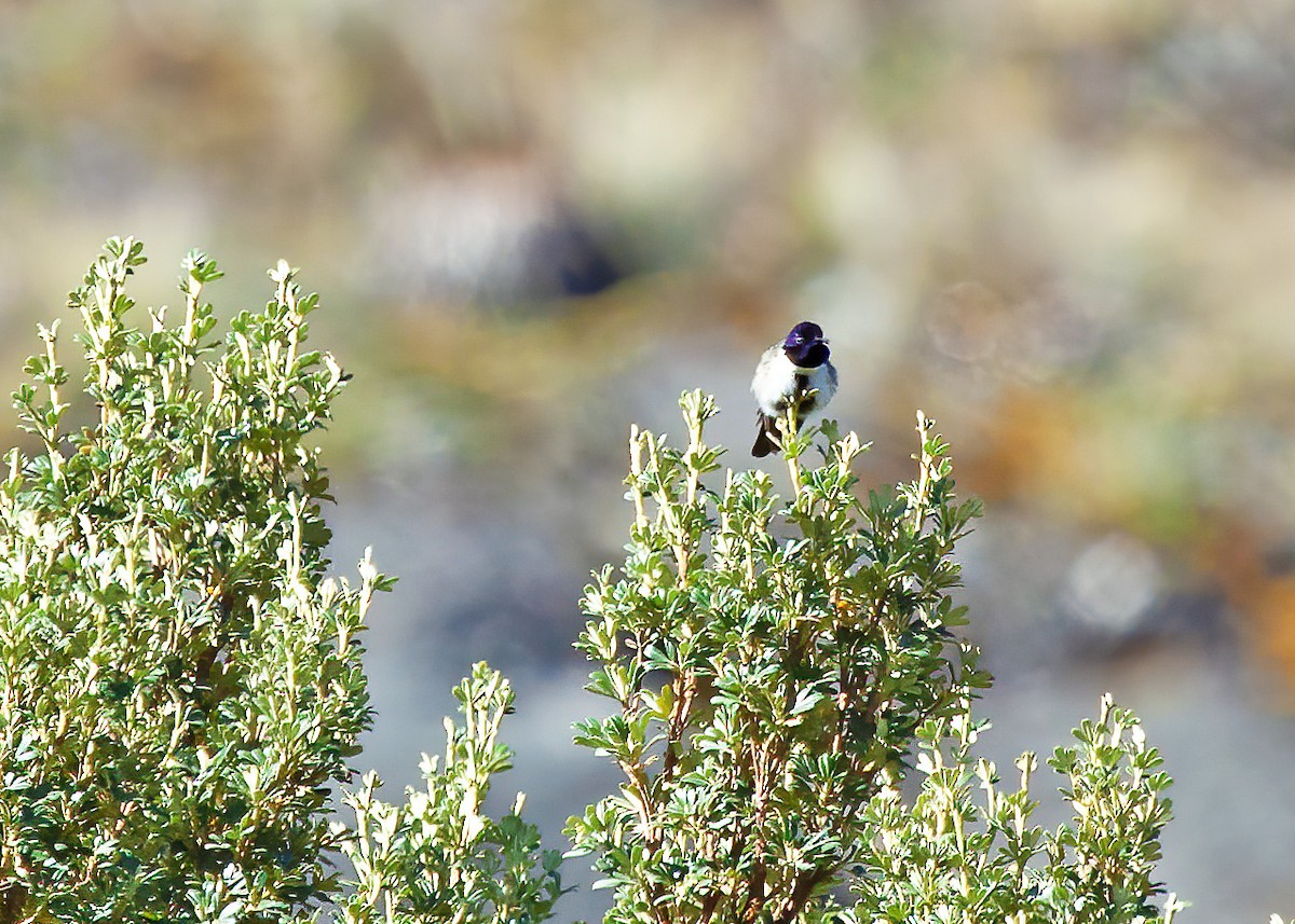 Colibrí del Chimborazo - ML239782491