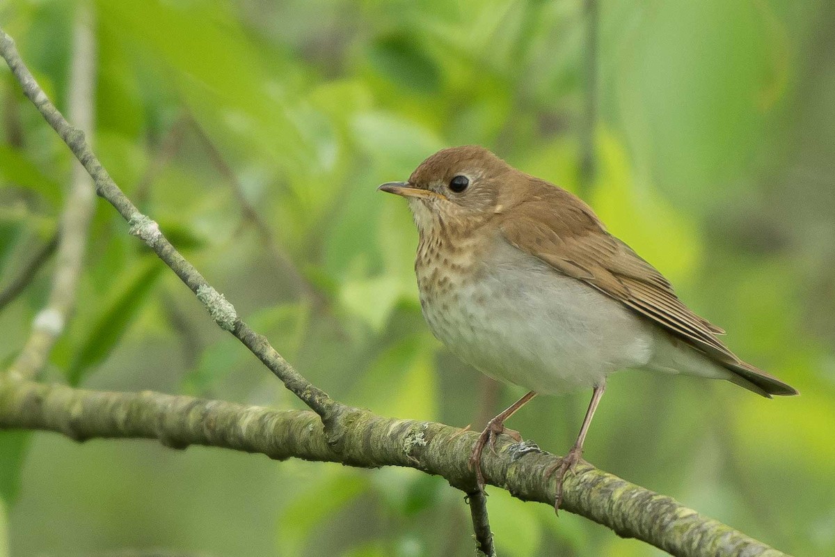 Veery - Gerry Gerich