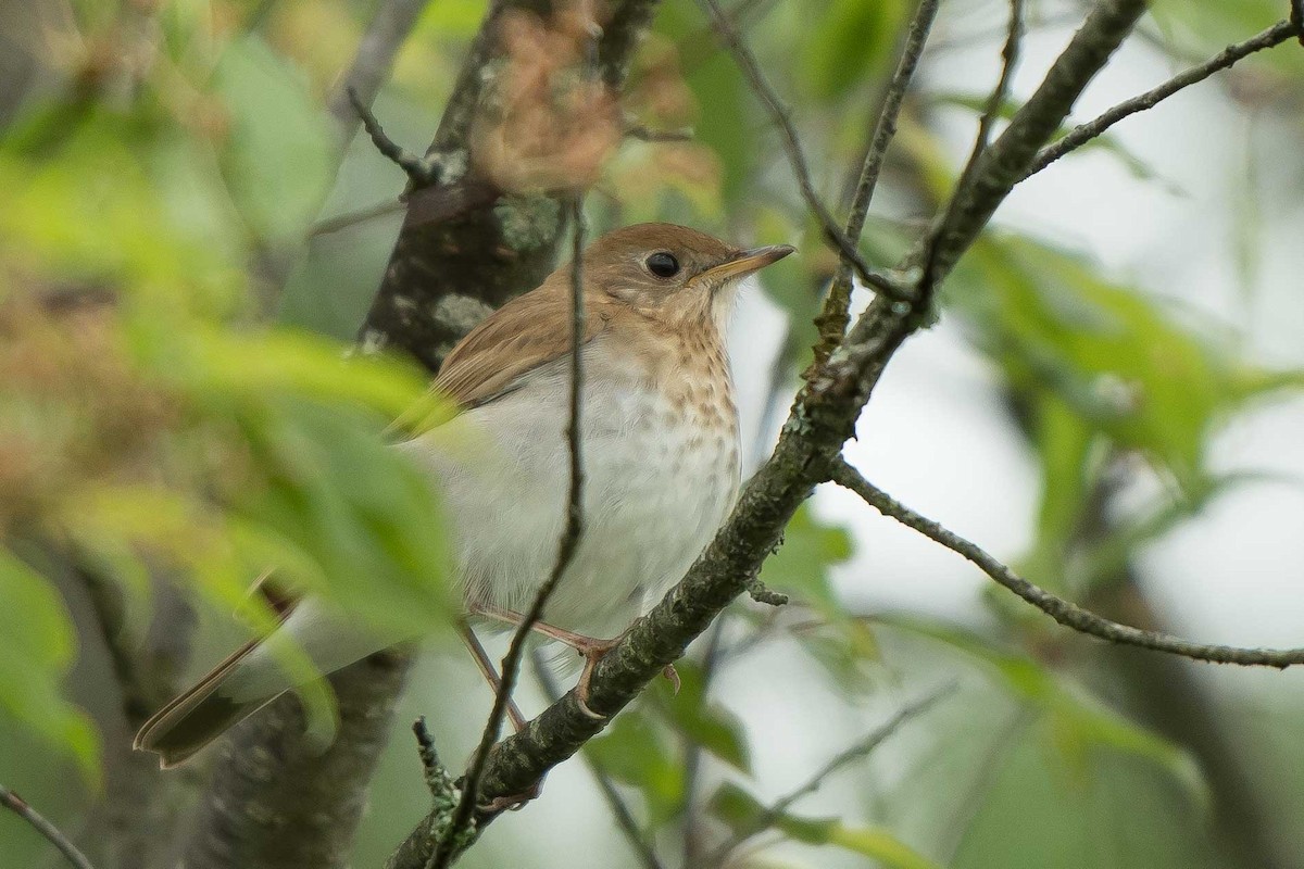 Veery - Gerry Gerich