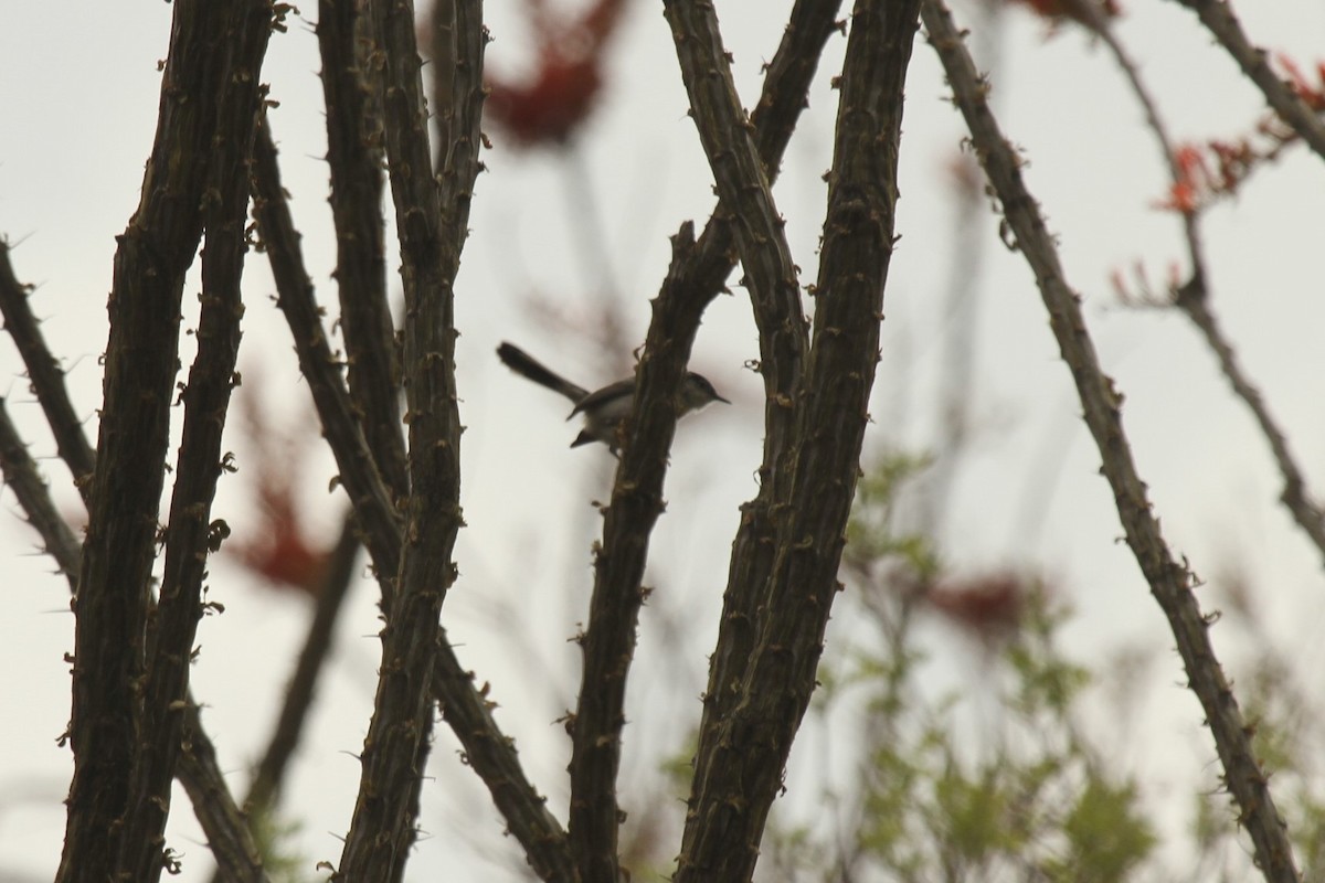 Black-tailed Gnatcatcher - ML239787701