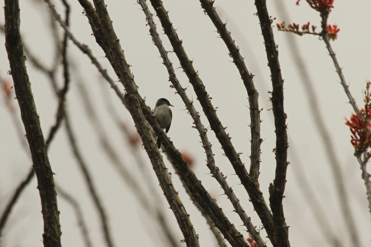 Black-tailed Gnatcatcher - ML239787711