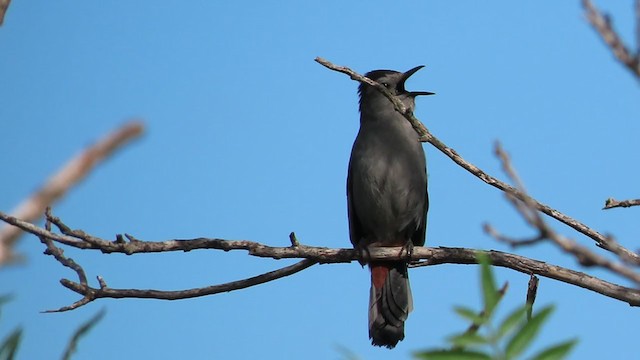 Gray Catbird - ML239788511